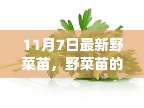 野菜苗的秘密，一场友情与陪伴的温馨之旅（11月7日最新资讯）