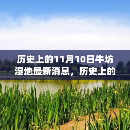 历史上的11月10日牛坊湿地最新动态，探索与生态保护之旅