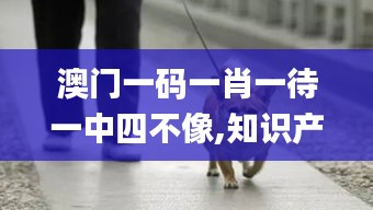 澳门一码一肖一待一中四不像,知识产权_神皇ZDC870.55