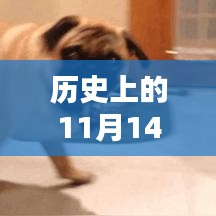 喵星人大战最新版下载回顾，历史盛况与要点详解