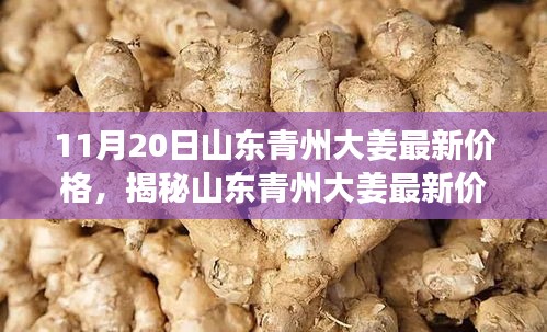 初告白 第19页
