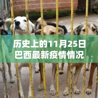 历史上的11月25日巴西最新疫情概况与今日概览