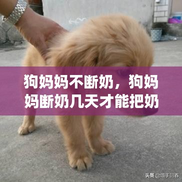 狗妈妈不断奶，狗妈妈断奶几天才能把奶涨上去 