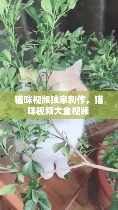 bainiaozhaofeng 第6页
