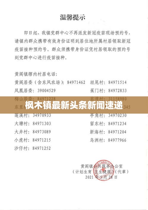 枫木镇最新头条新闻速递