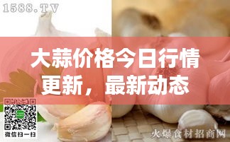大蒜价格今日行情更新，最新动态一览