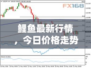 鲤鱼最新行情，今日价格走势分析与预测
