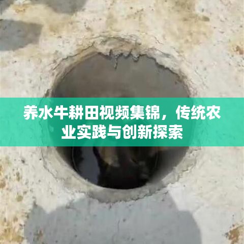 养水牛耕田视频集锦，传统农业实践与创新探索