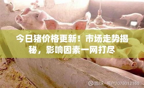 今日猪价格更新！市场走势揭秘，影响因素一网打尽